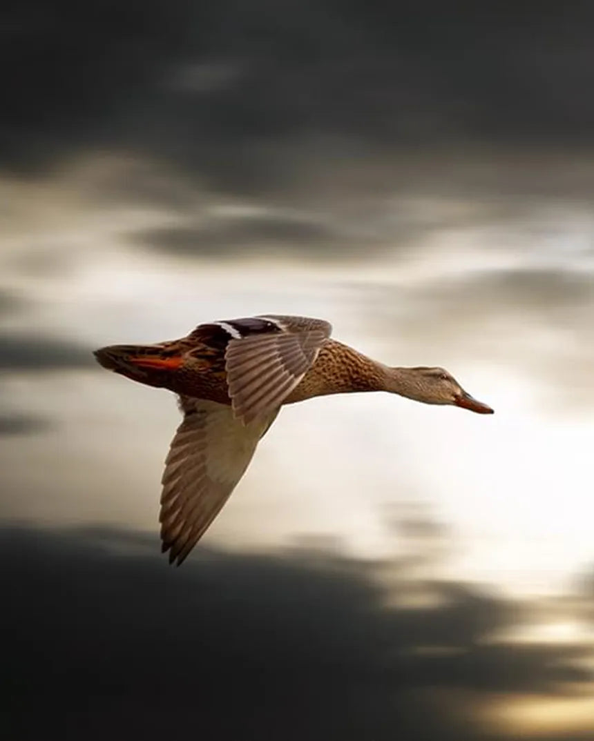 Hunting – Waterfowl/Upland